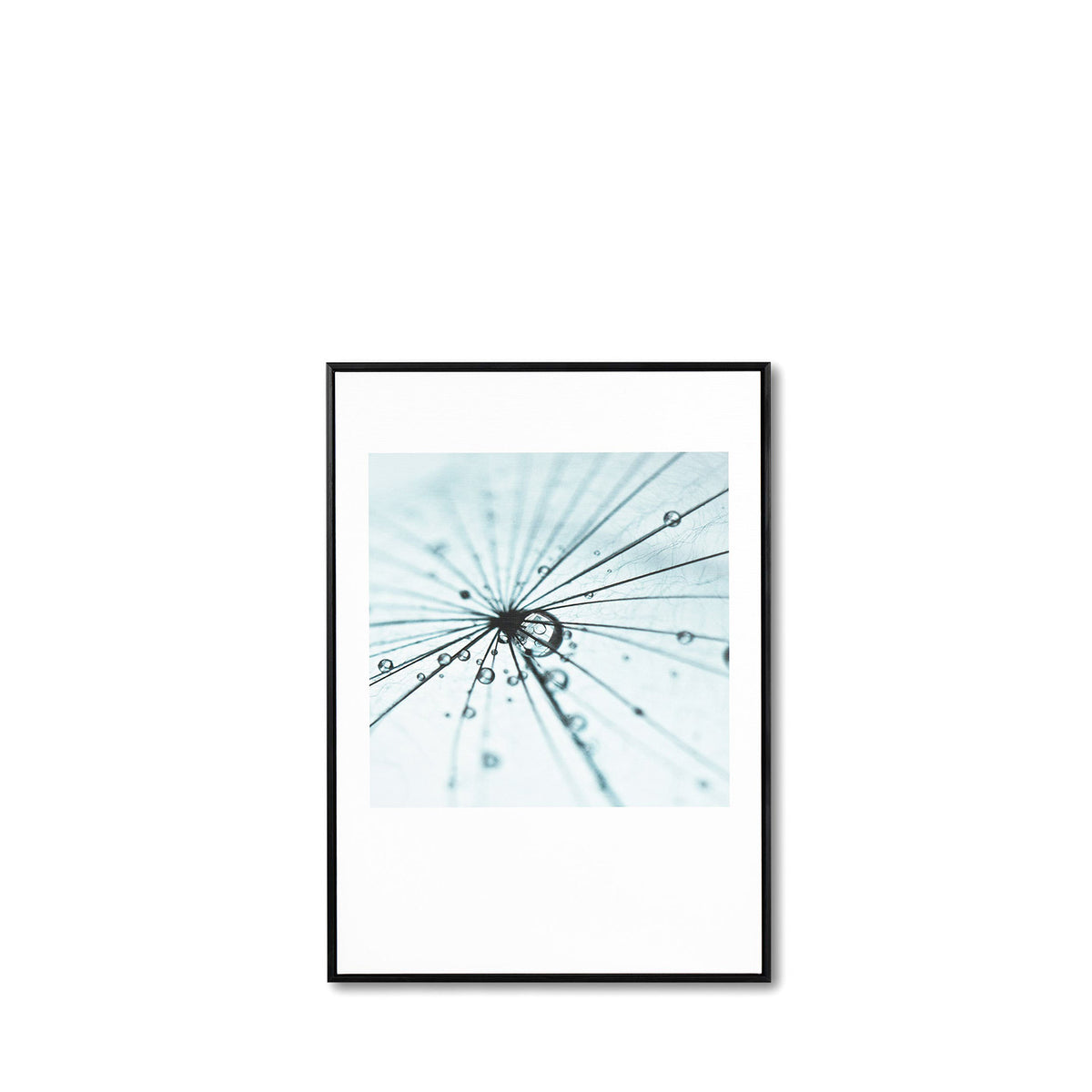 Cuadro Dandelion 50x70