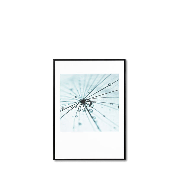 Cuadro Dandelion 50x70 — vista principal